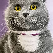 Кот "Рамзес"