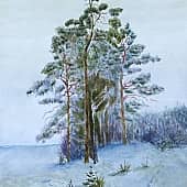 Зимние сосны