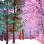 В зимнем парке