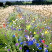 Август Раш, фильм tribute