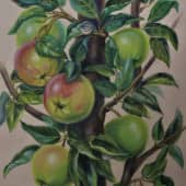 Мамина яблоня