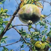 Гранат зреет. Испания