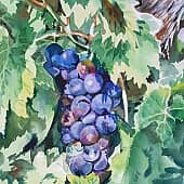 Виноград созрел