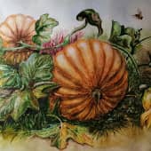 Пчела в своем огороде