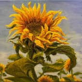 Подсолнухи