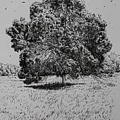 Дерево в поле