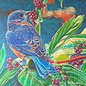 Восточная сиалия (Sialia sialis)