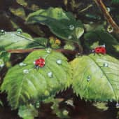 Божьи коровки на водопое.