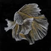 золотая рыбка