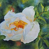 Белый шиповник