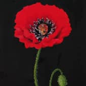 Мак на черном