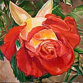 Роза желто-красная