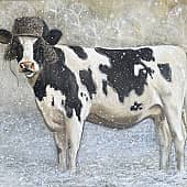 Падал прошлогодний снег