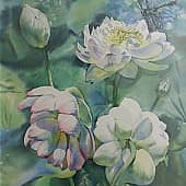 "Лотосы в ботаническом саду Малаги"