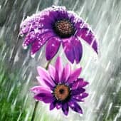 Летний дождь. (Песня И.Талькова)