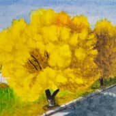 Цветение мимозы