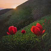 Красные цветы