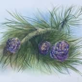 Кедровые шишки