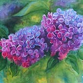 Ветка сирени