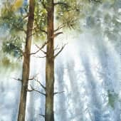 Сосны-великаны