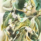 Липовый цвет