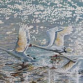 Гуси-лебеди.