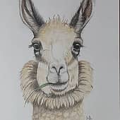 Серьёзная лама