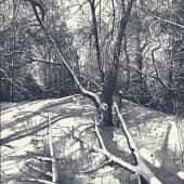  Зачарованный