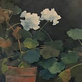 Белая пеларгония