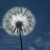 одуванчик(фотография)