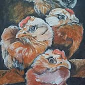 Курочки в сарае