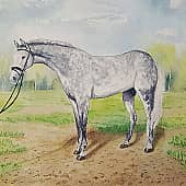 Серая кобылка