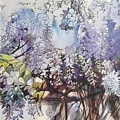 Итальянская глициния цветет