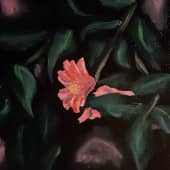 Цветок духа ночи