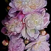 Пионовый настрой, нот нежности волнение!