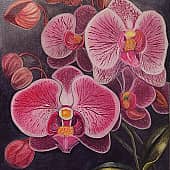 Розовая орхидея