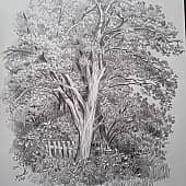 Старая груша