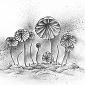 Негниючник кровавоголовый