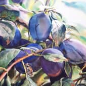 Сливы созрели.