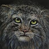 Гроза мышей.