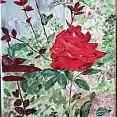 Розы в моем саду