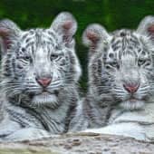 Бенгальские тигрята