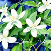 Картина "Жасмин".