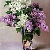 Сирень цветёт