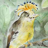 Амазонский венценосный