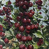 Спелая вишня