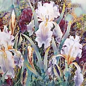 Ирисы