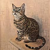 Бенгальская кошка