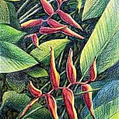 Пхукет. Геликония.