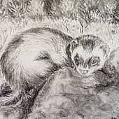 Эрни на природе